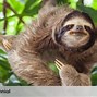 Apa Bahasa Indonesia Sloth